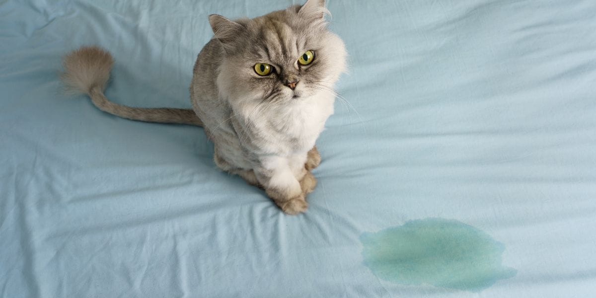 Katzenurin entfernen und Geruch verhindern